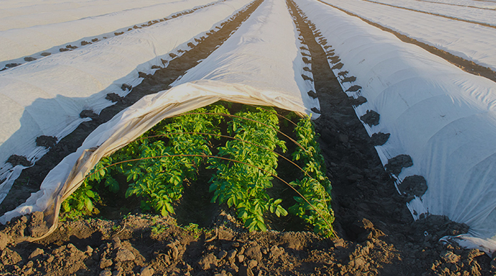 Сельское хозяйство и животноводство